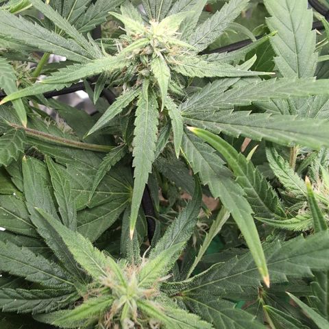 TRIKS by Twenty20 growlog timeline photo
