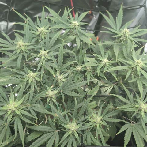 TRIKS by Twenty20 growlog timeline photo
