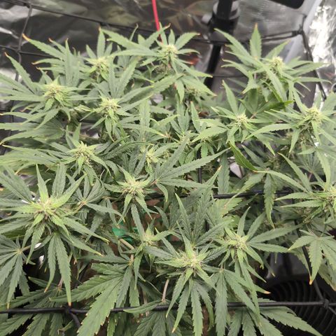 TRIKS by Twenty20 growlog timeline photo