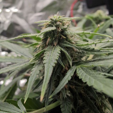 TRIKS by Twenty20 growlog timeline photo