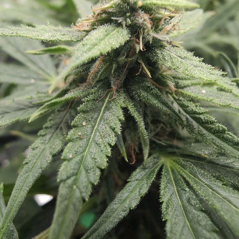 TRIKS by Twenty20 growlog timeline photo