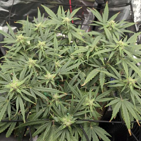 TRIKS by Twenty20 growlog timeline photo
