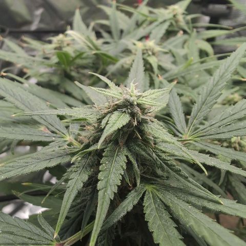 TRIKS by Twenty20 growlog timeline photo