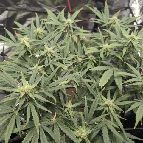 TRIKS by Twenty20 growlog timeline photo