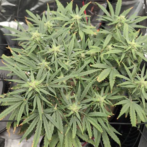 TRIKS by Twenty20 growlog timeline photo