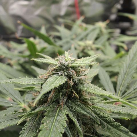TRIKS by Twenty20 growlog timeline photo
