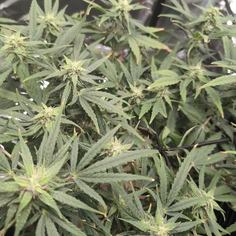TRIKS by Twenty20 growlog timeline photo