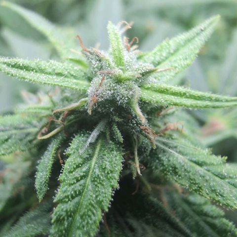 TRIKS by Twenty20 growlog timeline photo