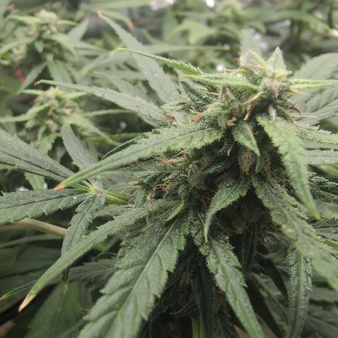 TRIKS by Twenty20 growlog timeline photo