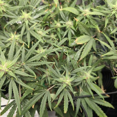 TRIKS by Twenty20 growlog timeline photo