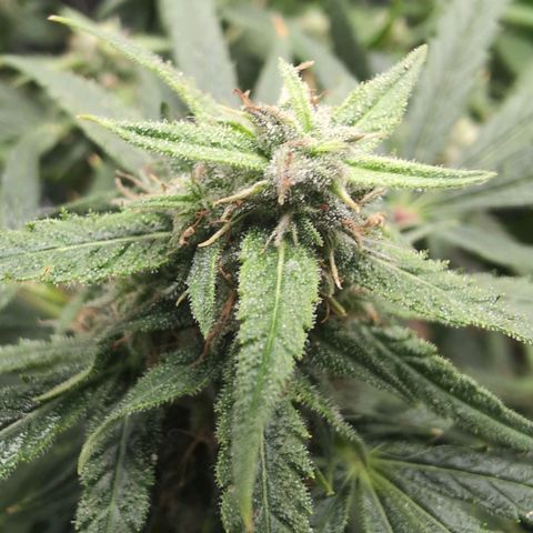 TRIKS by Twenty20 growlog timeline photo