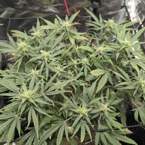 TRIKS by Twenty20 growlog timeline photo