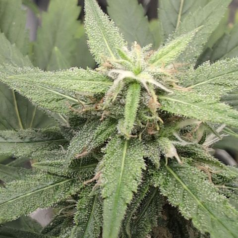 TRIKS by Twenty20 growlog timeline photo