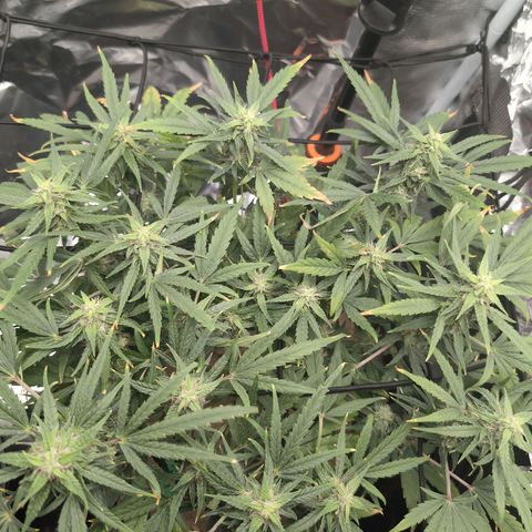 TRIKS by Twenty20 growlog timeline photo
