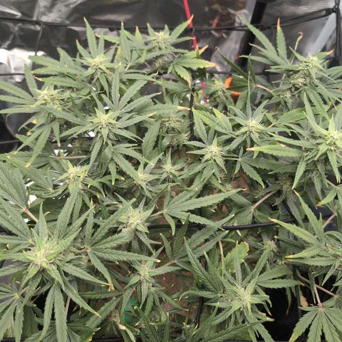 TRIKS by Twenty20 growlog timeline photo