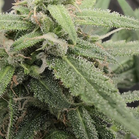 TRIKS by Twenty20 growlog timeline photo
