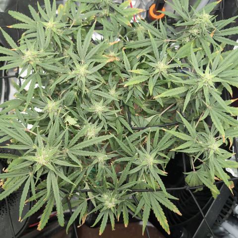 TRIKS by Twenty20 growlog timeline photo