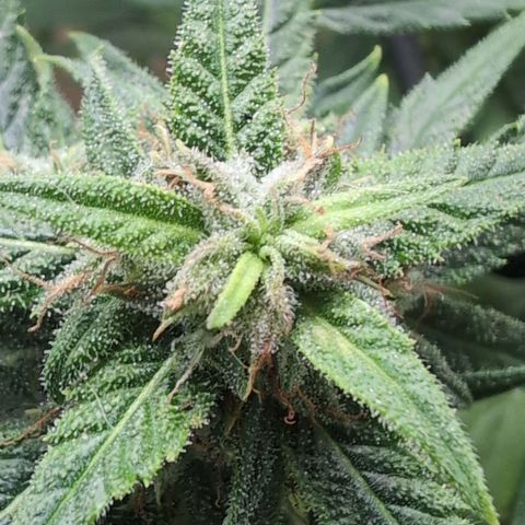 TRIKS by Twenty20 growlog timeline photo