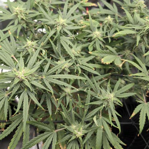 TRIKS by Twenty20 growlog timeline photo