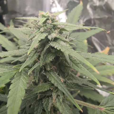 TRIKS by Twenty20 growlog timeline photo