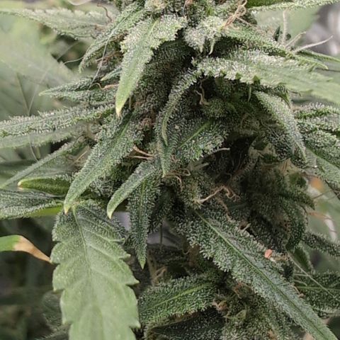 TRIKS by Twenty20 growlog timeline photo