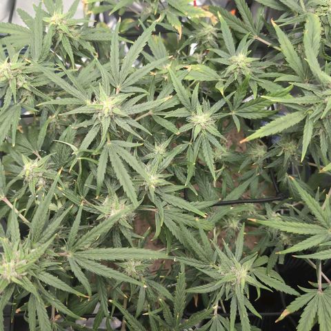 TRIKS by Twenty20 growlog timeline photo