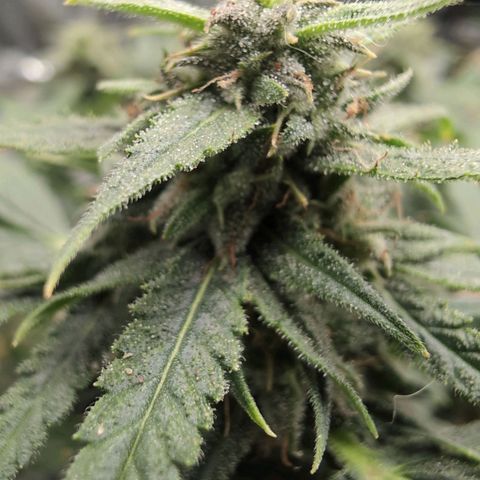 TRIKS by Twenty20 growlog timeline photo