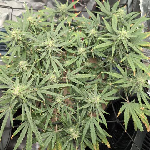 TRIKS by Twenty20 growlog timeline photo