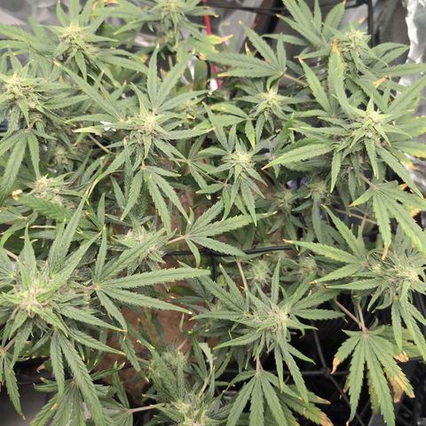 TRIKS by Twenty20 growlog timeline photo