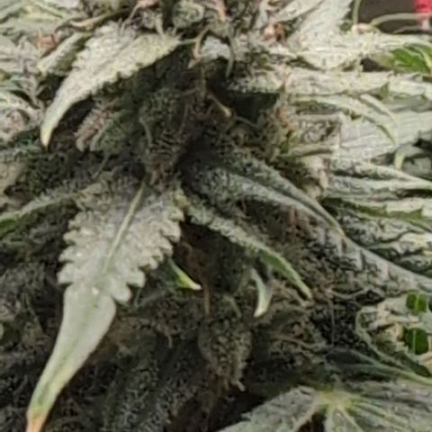 TRIKS by Twenty20 growlog timeline photo
