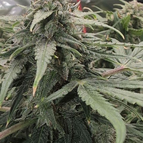 TRIKS by Twenty20 growlog timeline photo