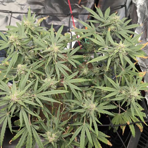 TRIKS by Twenty20 growlog timeline photo