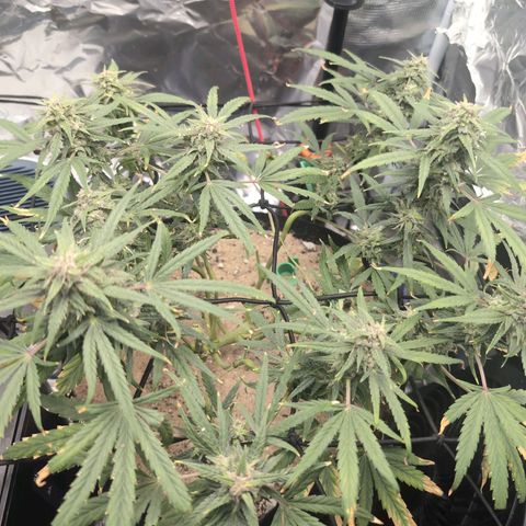 TRIKS by Twenty20 growlog timeline photo
