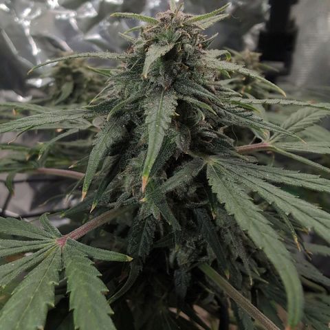 TRIKS by Twenty20 growlog timeline photo