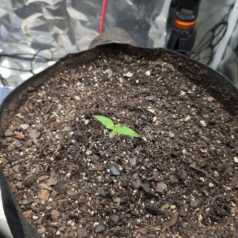 Blue Dream Auto growlog timeline photo