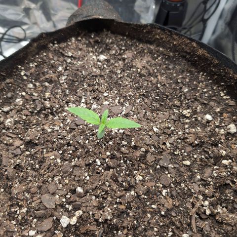 Blue Dream Auto growlog timeline photo