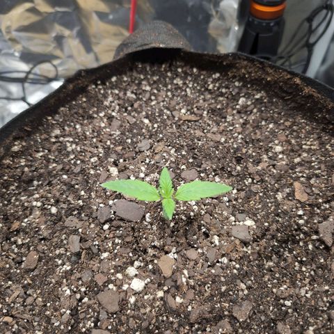 Blue Dream Auto growlog timeline photo
