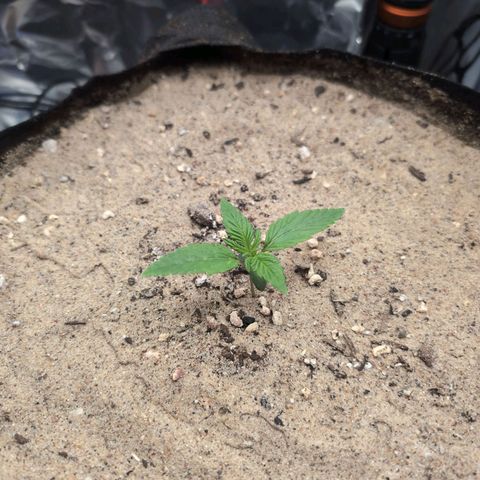 Blue Dream Auto growlog timeline photo