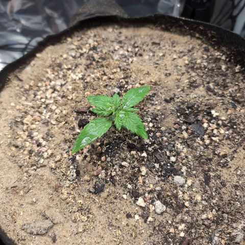 Blue Dream Auto growlog timeline photo