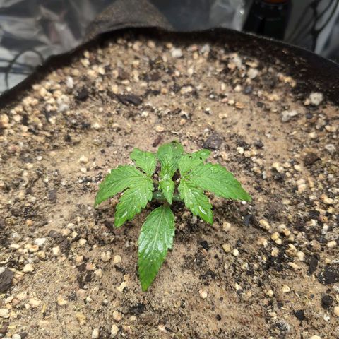 Blue Dream Auto growlog timeline photo