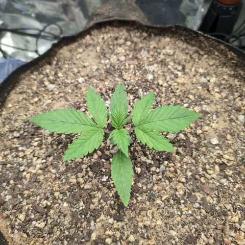 Blue Dream Auto growlog timeline photo