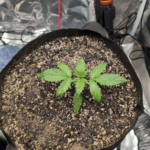 Blue Dream Auto growlog timeline photo