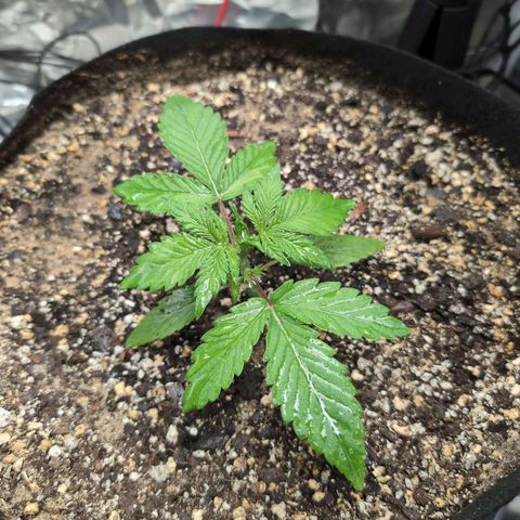 Blue Dream Auto growlog timeline photo
