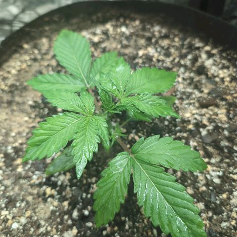 Blue Dream Auto growlog timeline photo