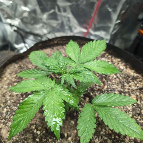 Blue Dream Auto growlog timeline photo