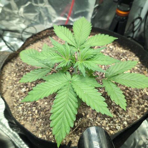 Blue Dream Auto growlog timeline photo