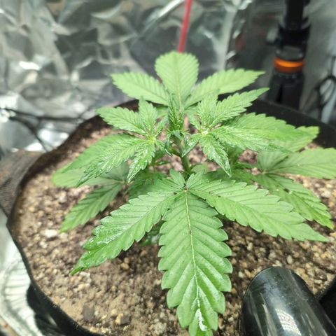 Blue Dream Auto growlog timeline photo