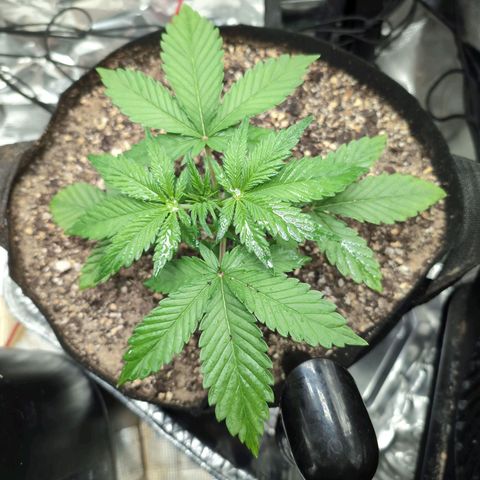 Blue Dream Auto growlog timeline photo