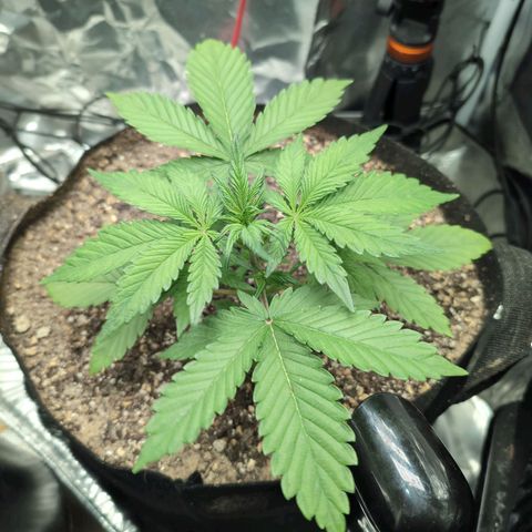 Blue Dream Auto growlog timeline photo