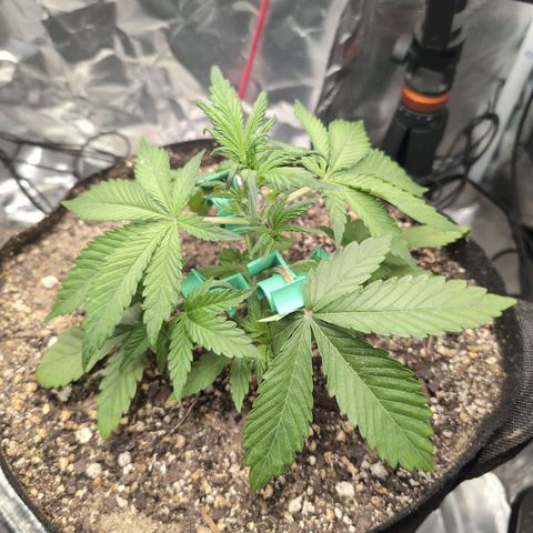 Blue Dream Auto growlog timeline photo